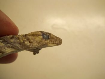 Media type: image;   Herpetology R-183771